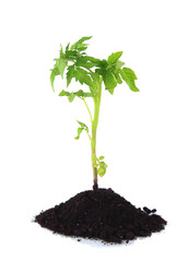 Young plant in ground isolated on white