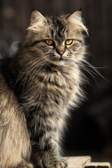 Naklejka premium Cat