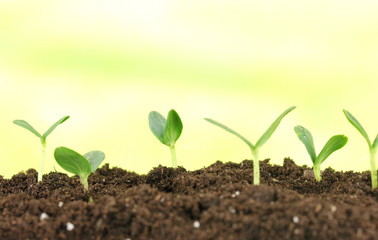 Green seedling growing from soil.on bright background