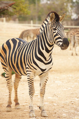 Fototapeta na wymiar Zebras in zoo
