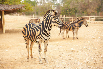 Fototapeta na wymiar Zebras in zoo