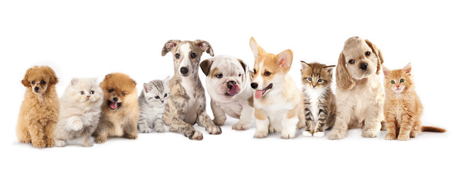 Group of Puppies фтв kitten of different breeds, cat and dog