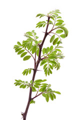 Young acacia leaves, isolated on a white background