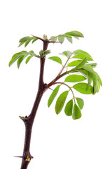 Young acacia leaves, isolated on a white background