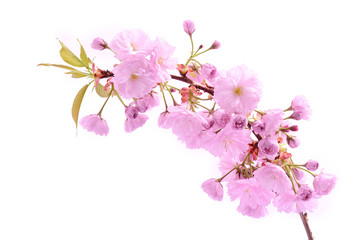 Cherry tree blooming, isolated on a white background