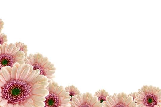Pink gerberas
