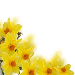 Fototapeta na wymiar Fresh spring flowers of daffodils