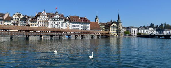 lucerne