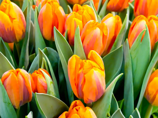 Bunch of orange colored tulips in spring.
