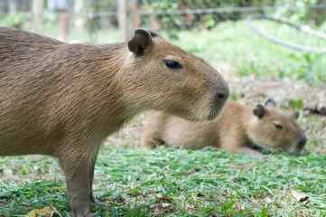 Capybaras resting