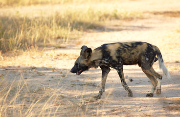 African Wild Dogs