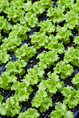 A lettuce field in a greenhouse.