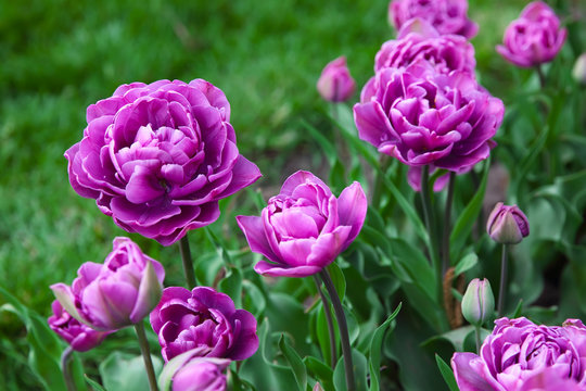 Double-beauty purple tulips