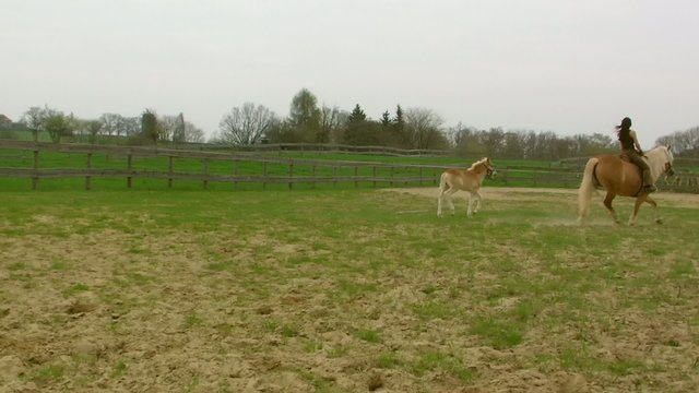 auf dem Reitplatz