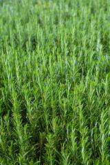 Fototapeta premium Rosemary in a greenhouse.