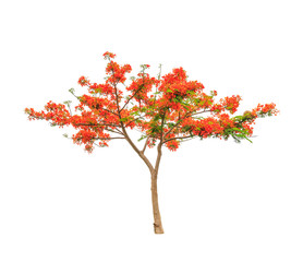 Royal Poinciana or Flamboyant tree (Delonix regia)