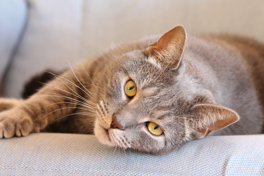 Chat sur un fauteuil
