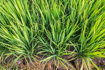 Clump of rice © prwstd