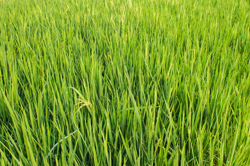 Green fresh rice fields