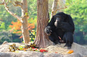 Obraz premium Chimp
