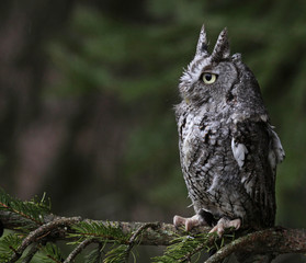 Perched Screech Owl (Megascops asio).