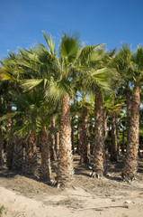 Fototapeta premium Palm tree farm