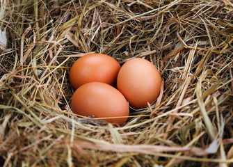 egg in a nest