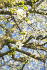 Birnenblüte