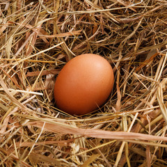 egg in a nest