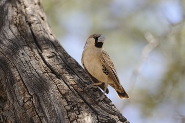 Sociable Weaver (Philetairius socius)