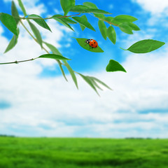 green leaves on the twig
