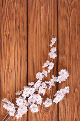 Flowering branch of apricot on background of wooden boards
