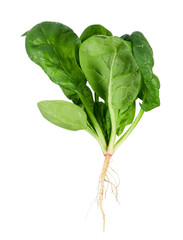 Spinach bunch