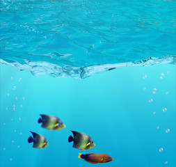 four fishes sweeming in blue water