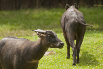 Anoa