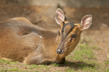 Reeves's muntjac