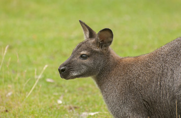 Red-necked wallaby