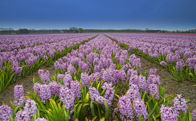 Fototapeta premium flower field
