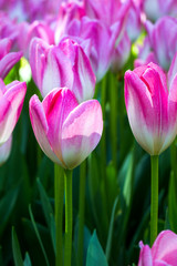 tulipani rosa