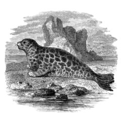 Seal - Phoque Marbré © Erica Guilane-Nachez