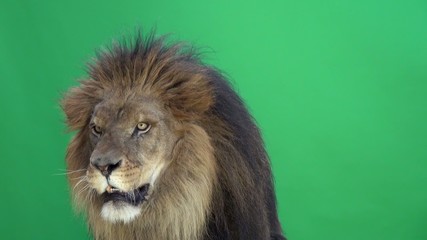 Slow Motion of a Lion roaring in front of a green key