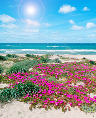 flowers and sand in spring