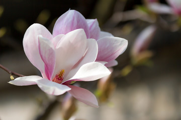 Magnolia