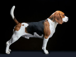 Beagle dog on black background