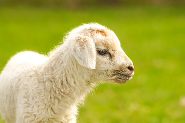 Fototapeta premium Osterlamm, Schaf
