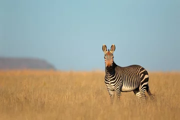 Deurstickers Cape Mountain Zebra, Nationaal Park Mountain Zebra © EcoView