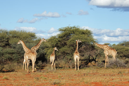 Giraffes feeding on an Acacia tree