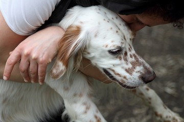 Beautiful young setter