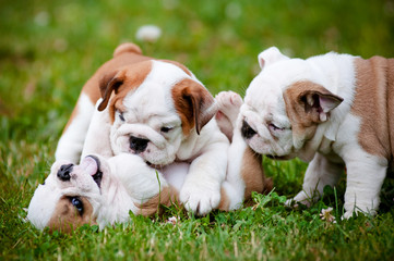 english bulldog puppies playing together - obrazy, fototapety, plakaty
