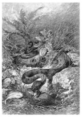 Snake : eating a Frog - Serpent d&eacute;vorant une Grenouille